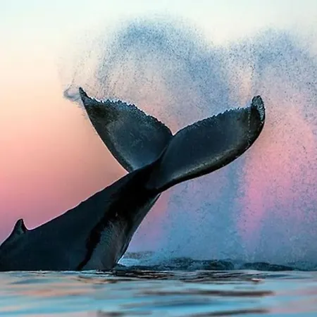 Stroken Med Spektakulaer Utsikt Villa Tromsø