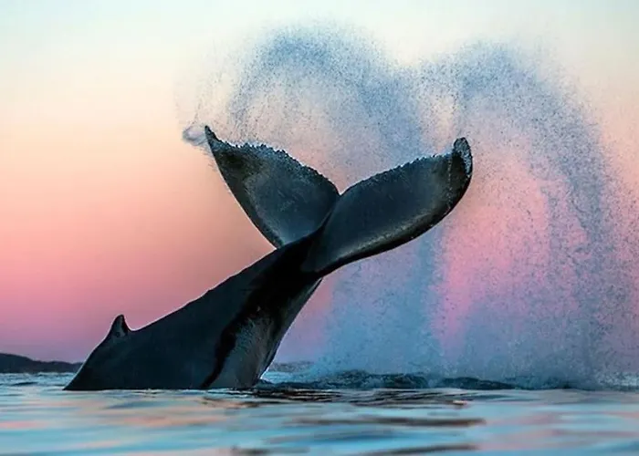 Stroken Med Spektakulaer Utsikt Villa Tromsø